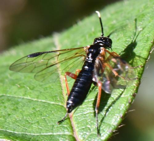 Réf. 312 440 : Apethymus apicalis